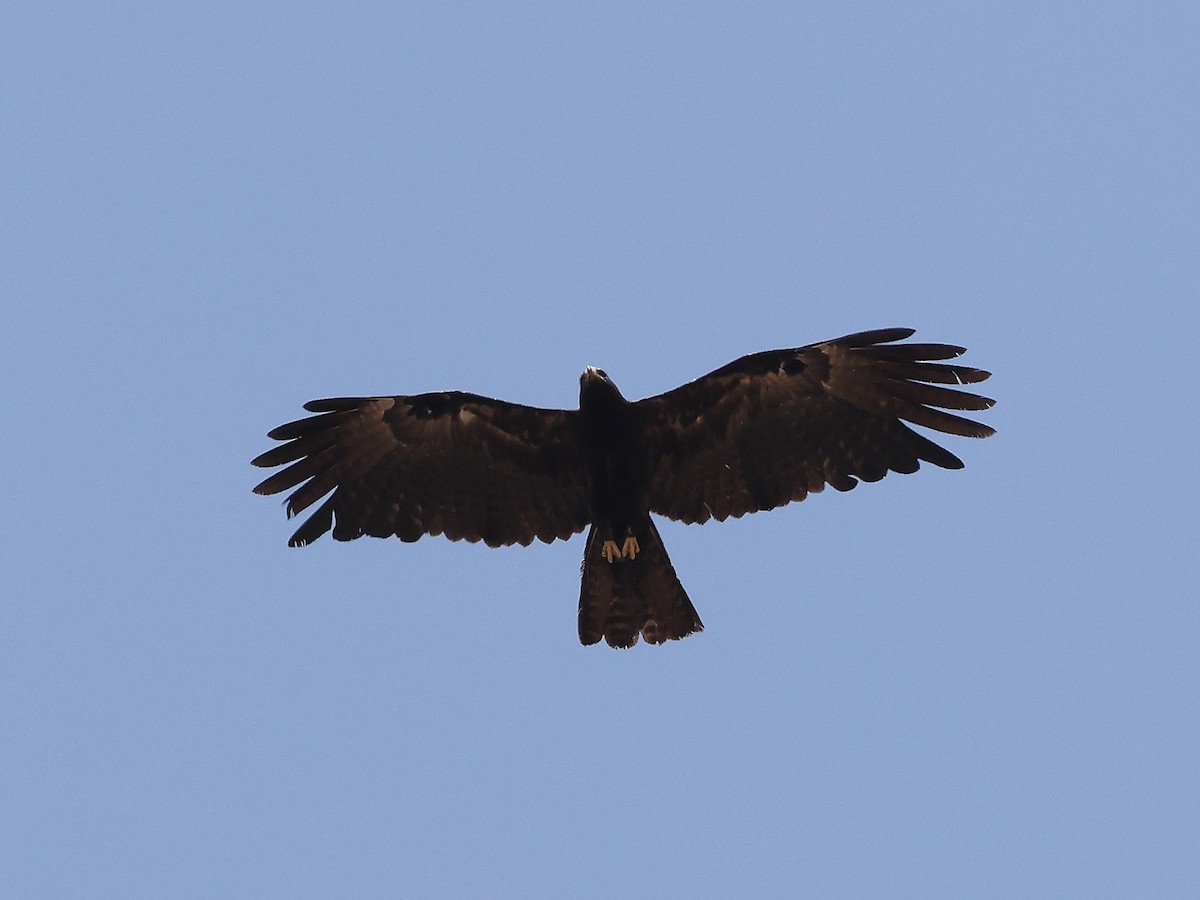 Black Eagle - Gowri Shankar S