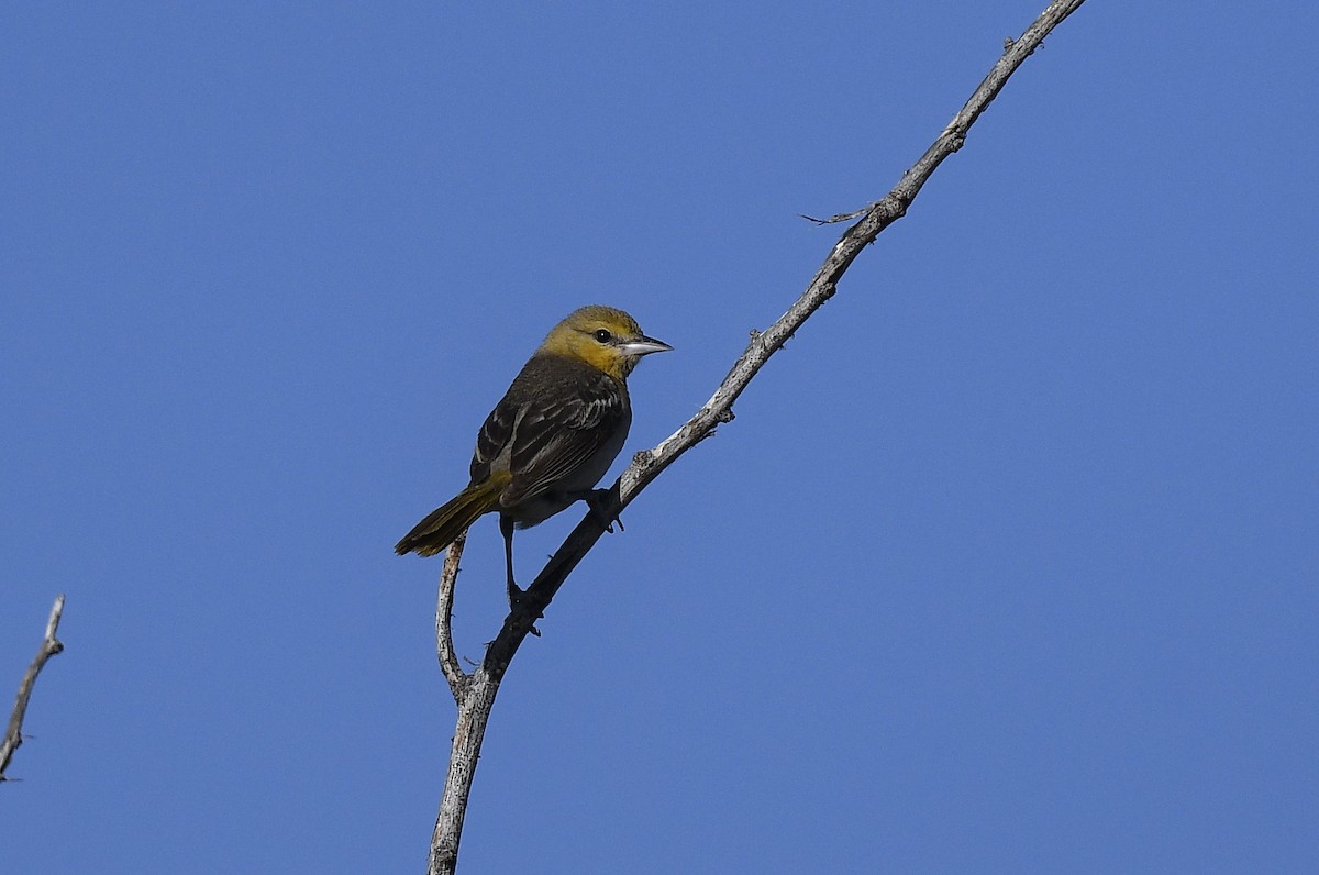 Bullock's Oriole - ML618074822