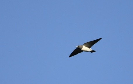 White-breasted Woodswallow - Colin Clark