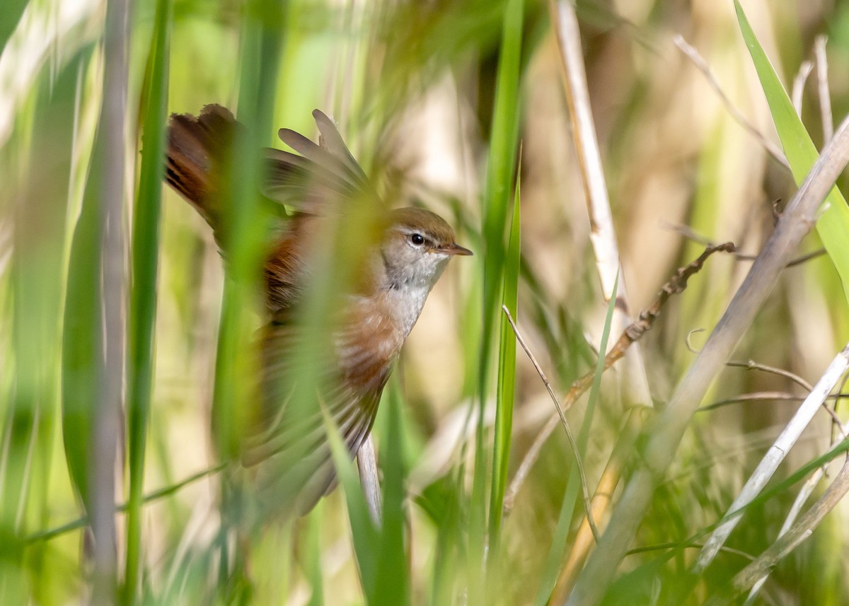 Cetti's Warbler - Ken Pride