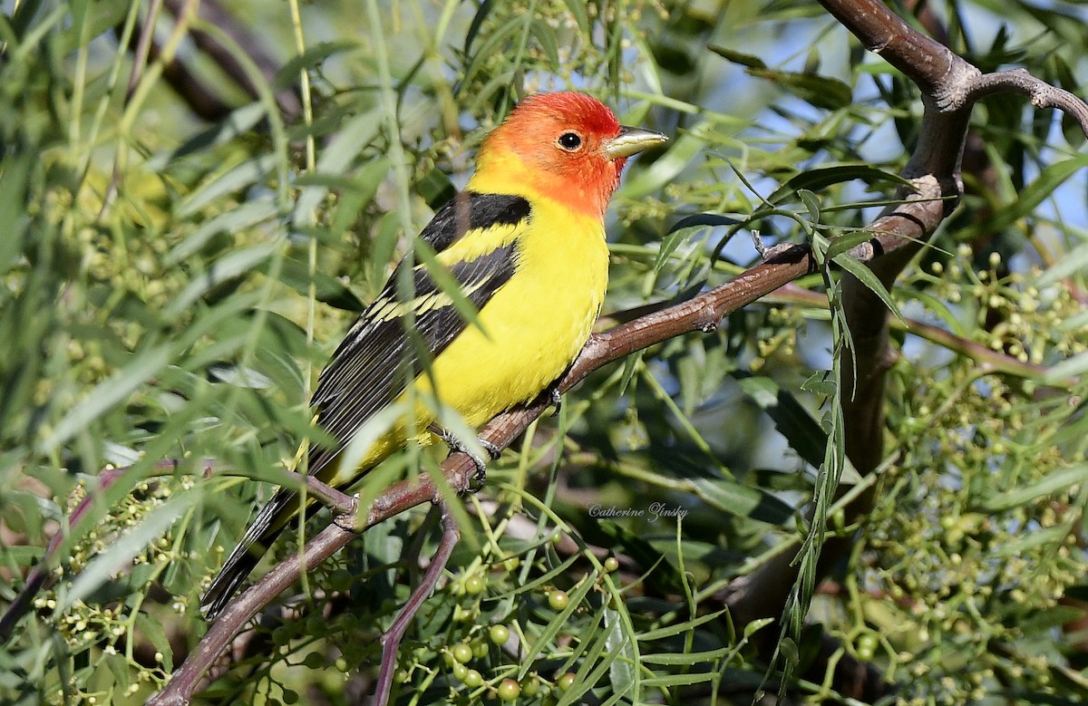 Western Tanager - ML618074846