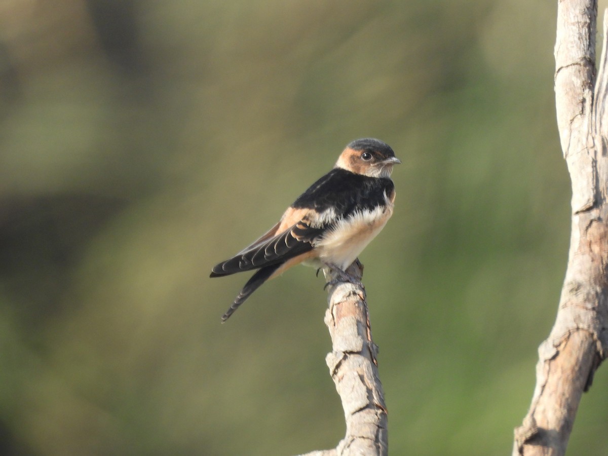 Red-rumped Swallow - ML618074869