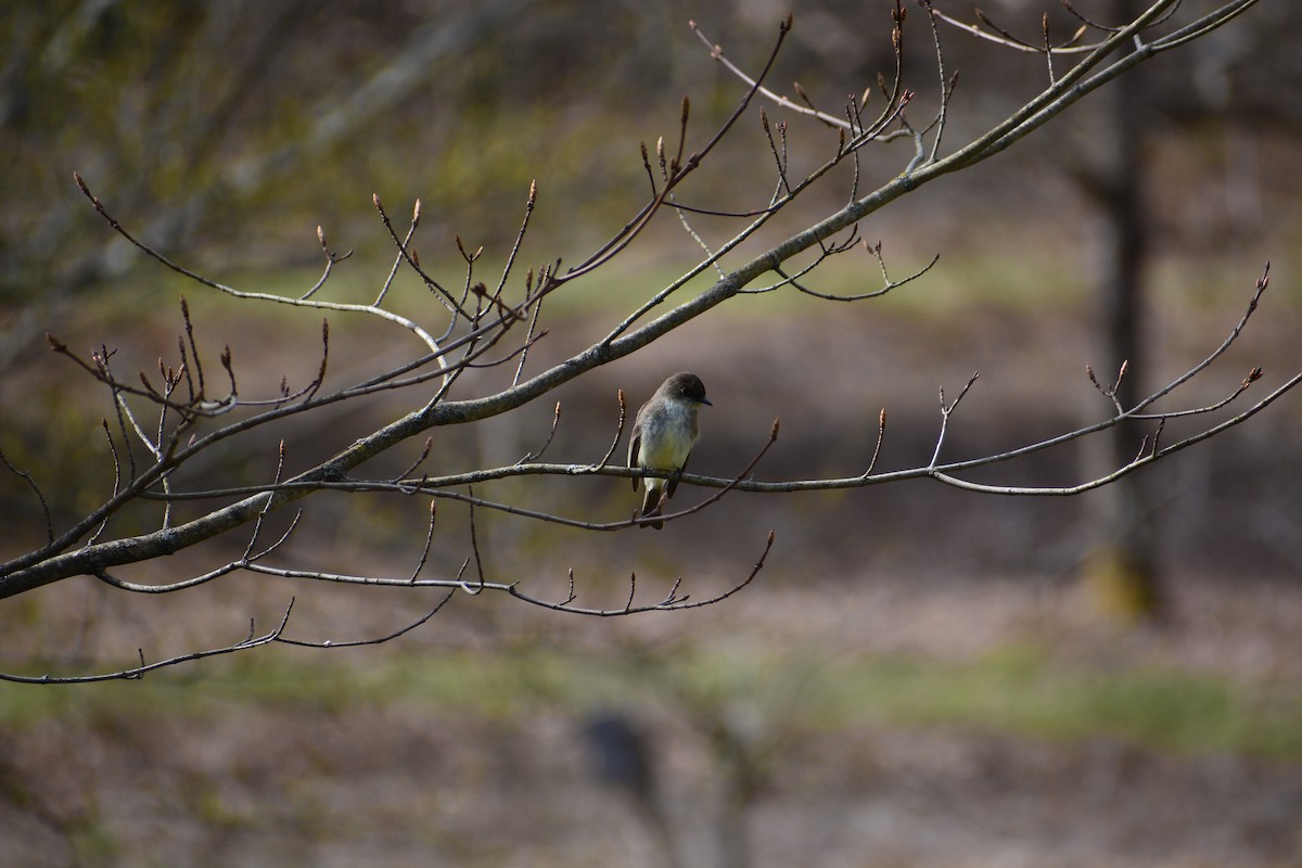 Eastern Phoebe - ML618074872