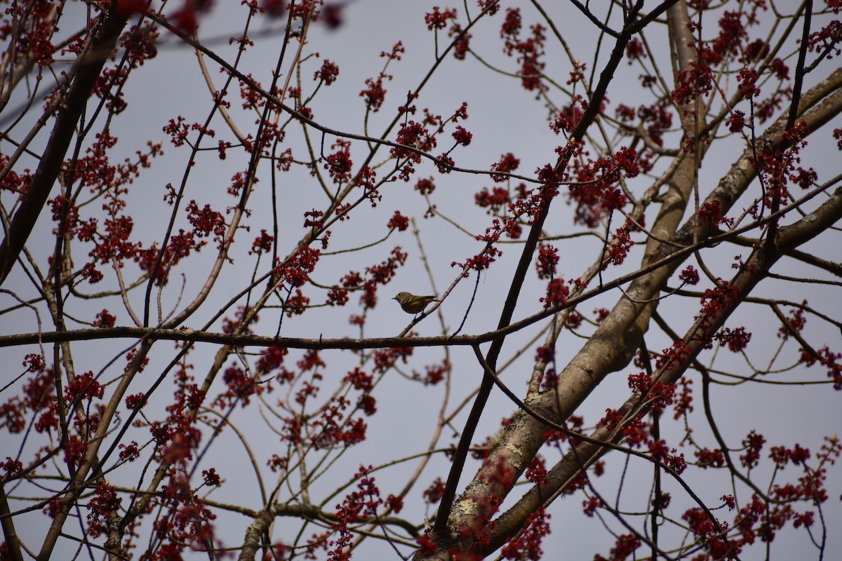 Ruby-crowned Kinglet - ML618074876