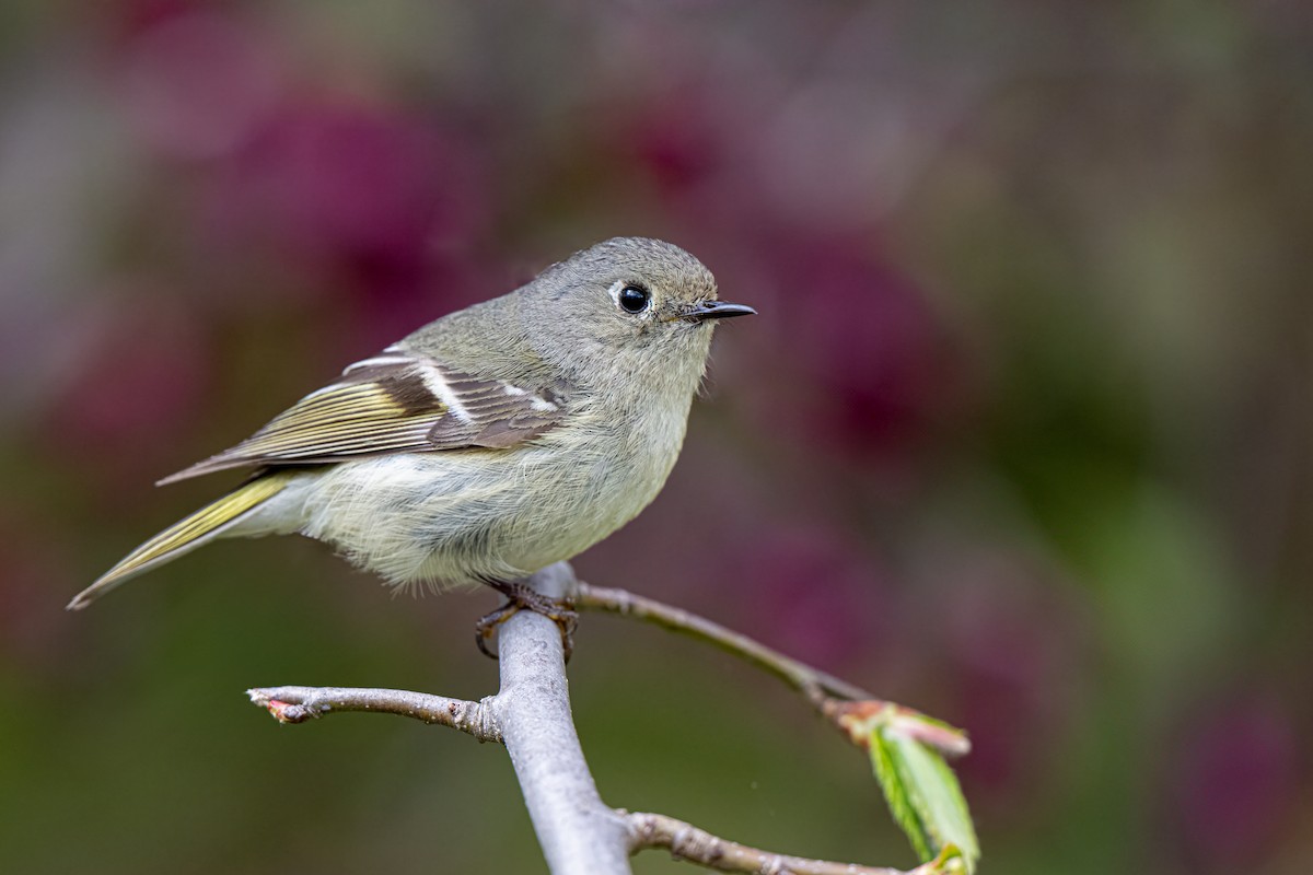 Ruby-crowned Kinglet - ML618074878