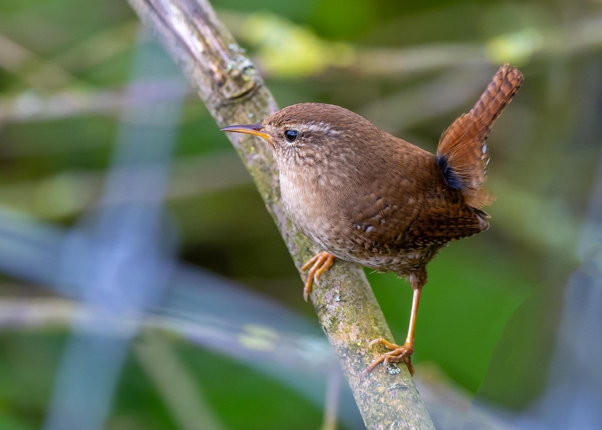 Eurasian Wren - ML618074887