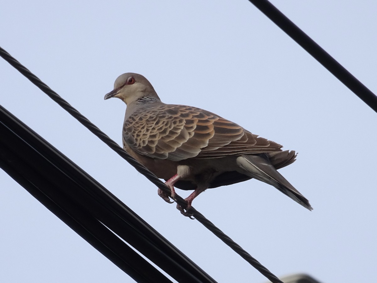 Oriental Turtle-Dove - Seunghyun Lee