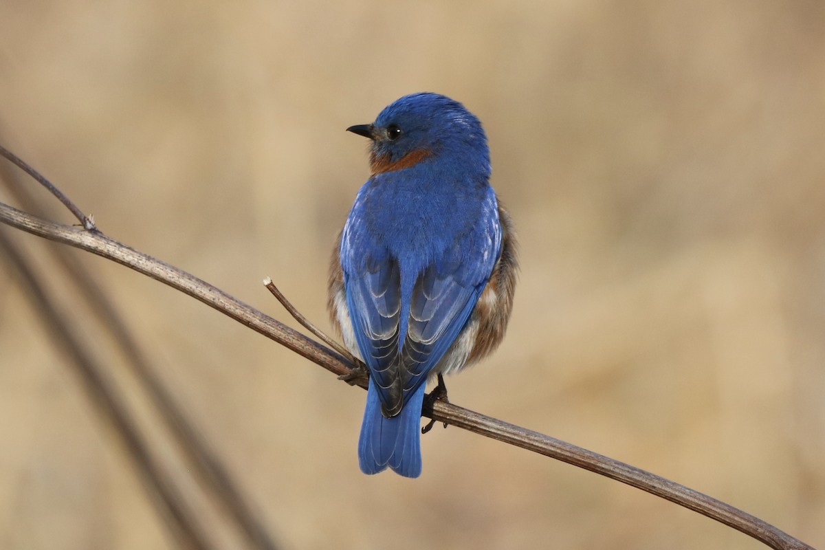 Eastern Bluebird - ML618074909