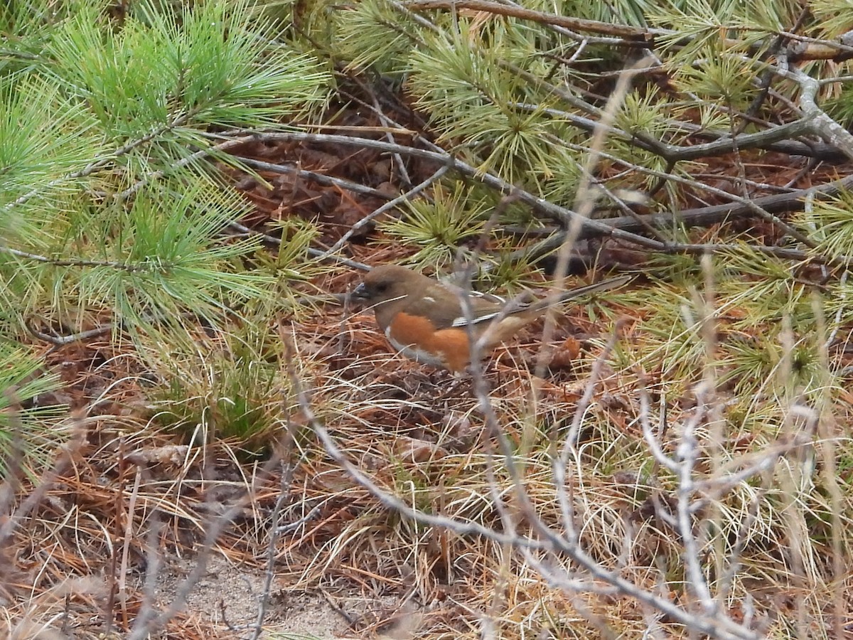 Spotted x Eastern Towhee (hybrid) - ML618074927