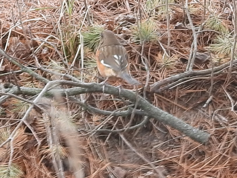 Spotted x Eastern Towhee (hybrid) - ML618074935