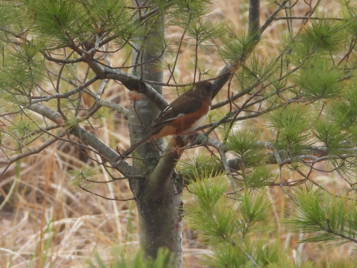Spotted x Eastern Towhee (hybrid) - ML618074938