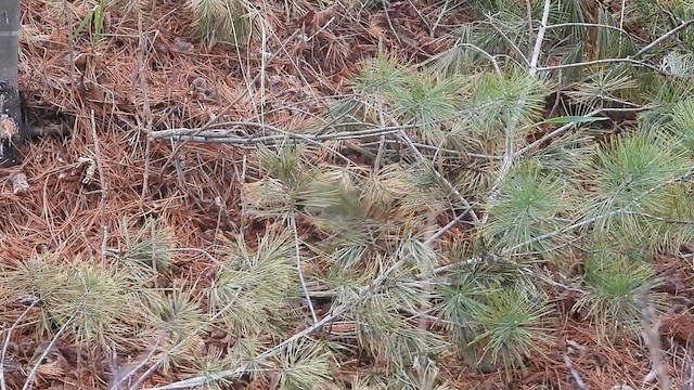 Spotted x Eastern Towhee (hybrid) - ML618074942