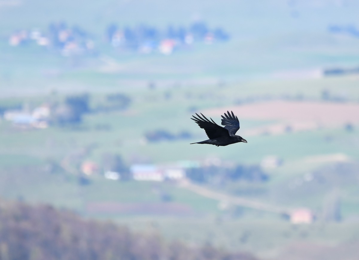 Common Raven - Василий Калиниченко