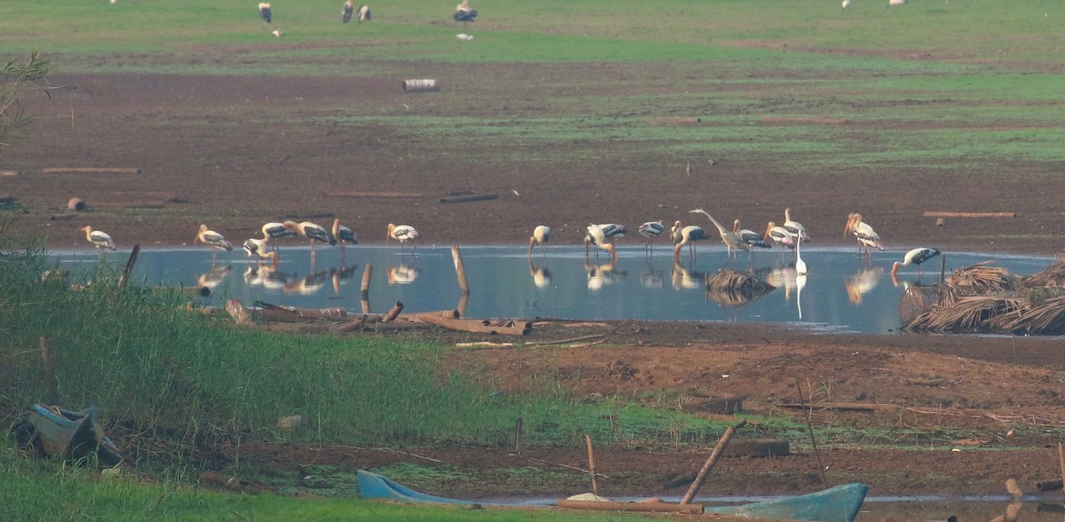 Painted Stork - shino jacob koottanad