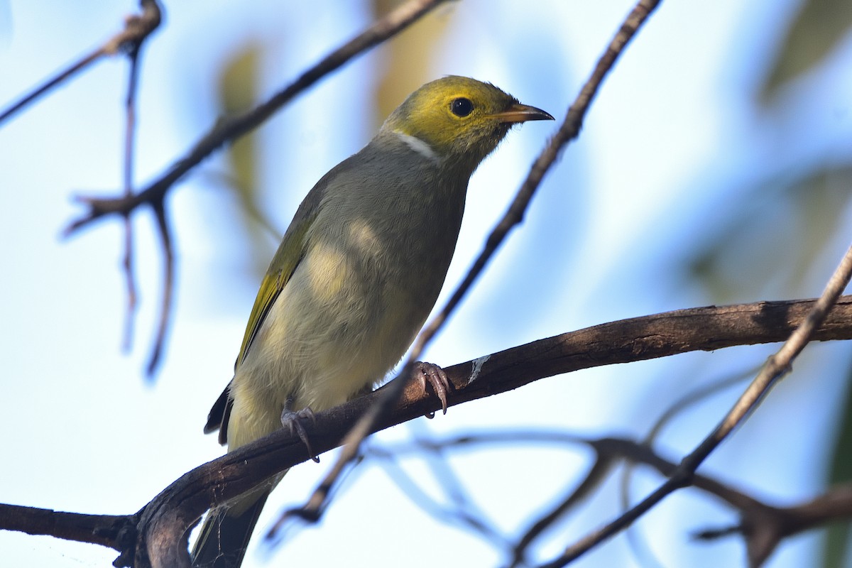 White-plumed Honeyeater - Anthony Katon