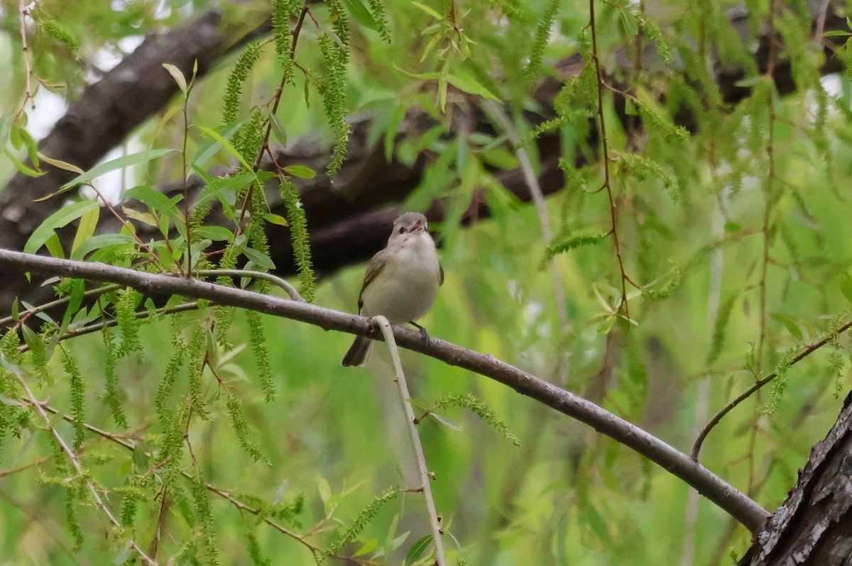 Warbling Vireo - Tricia Vesely