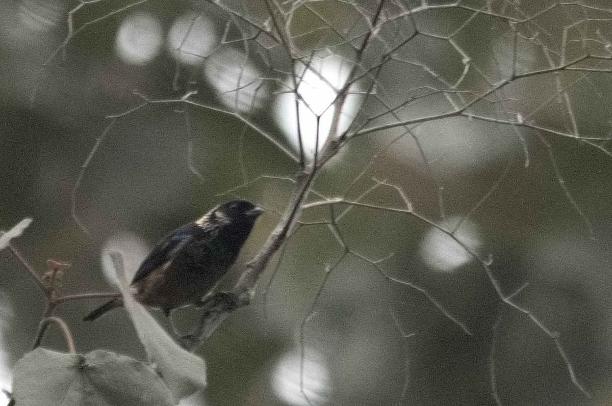 Spangle-cheeked Tanager - Kevin Thompson