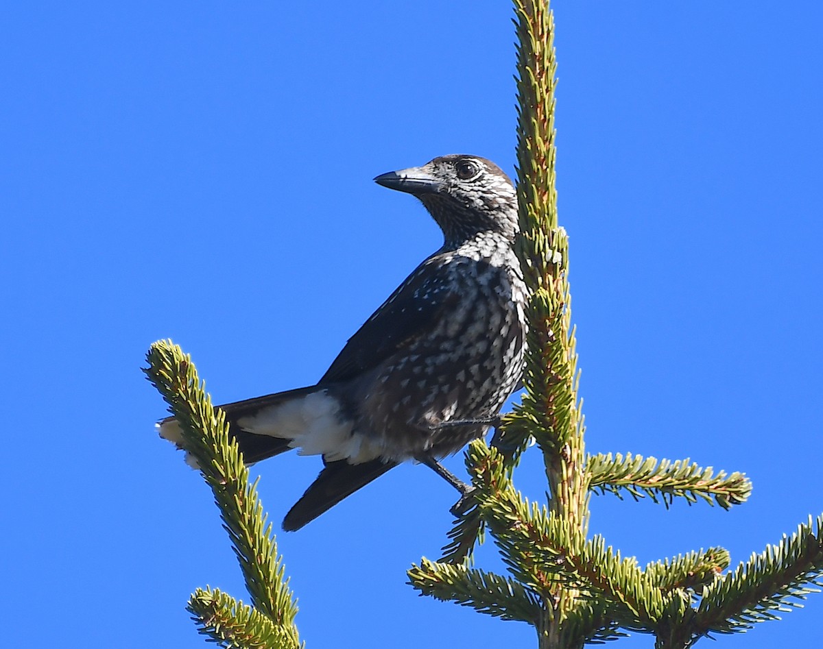 Eurasian Nutcracker - Василий Калиниченко