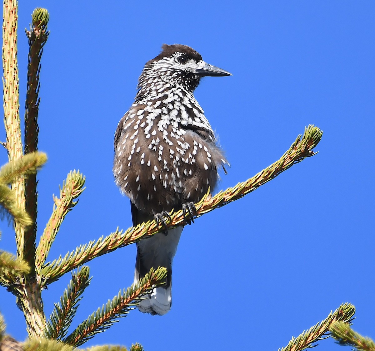 Eurasian Nutcracker - Василий Калиниченко