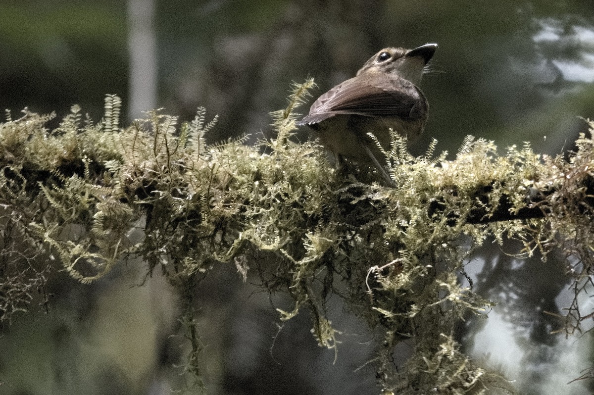 White-throated Spadebill - Kevin Thompson