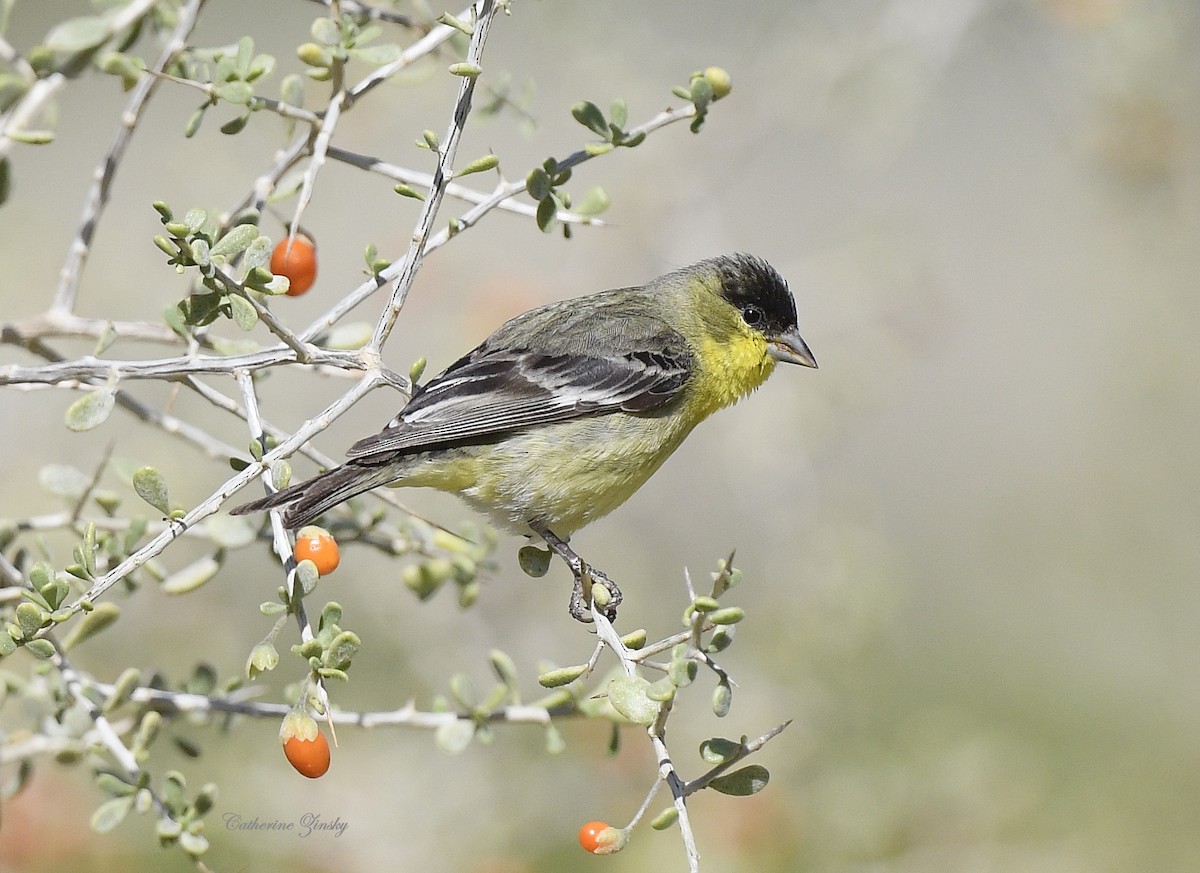 Lesser Goldfinch - Catherine Zinsky