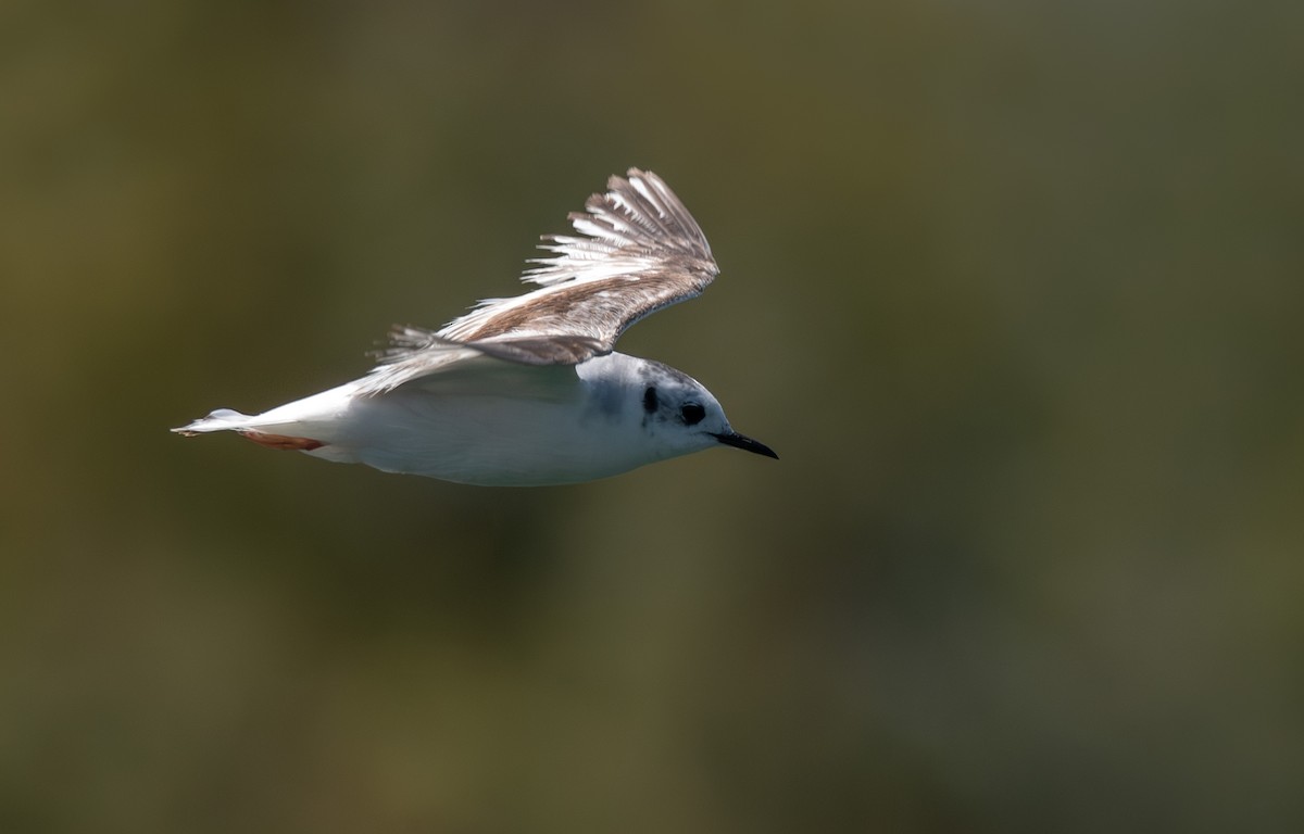 Little Gull - ML618075019