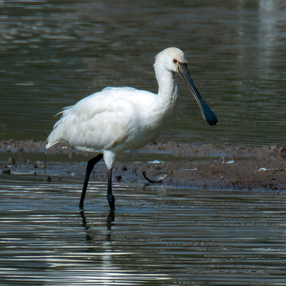 Eurasian Spoonbill - ML618075020