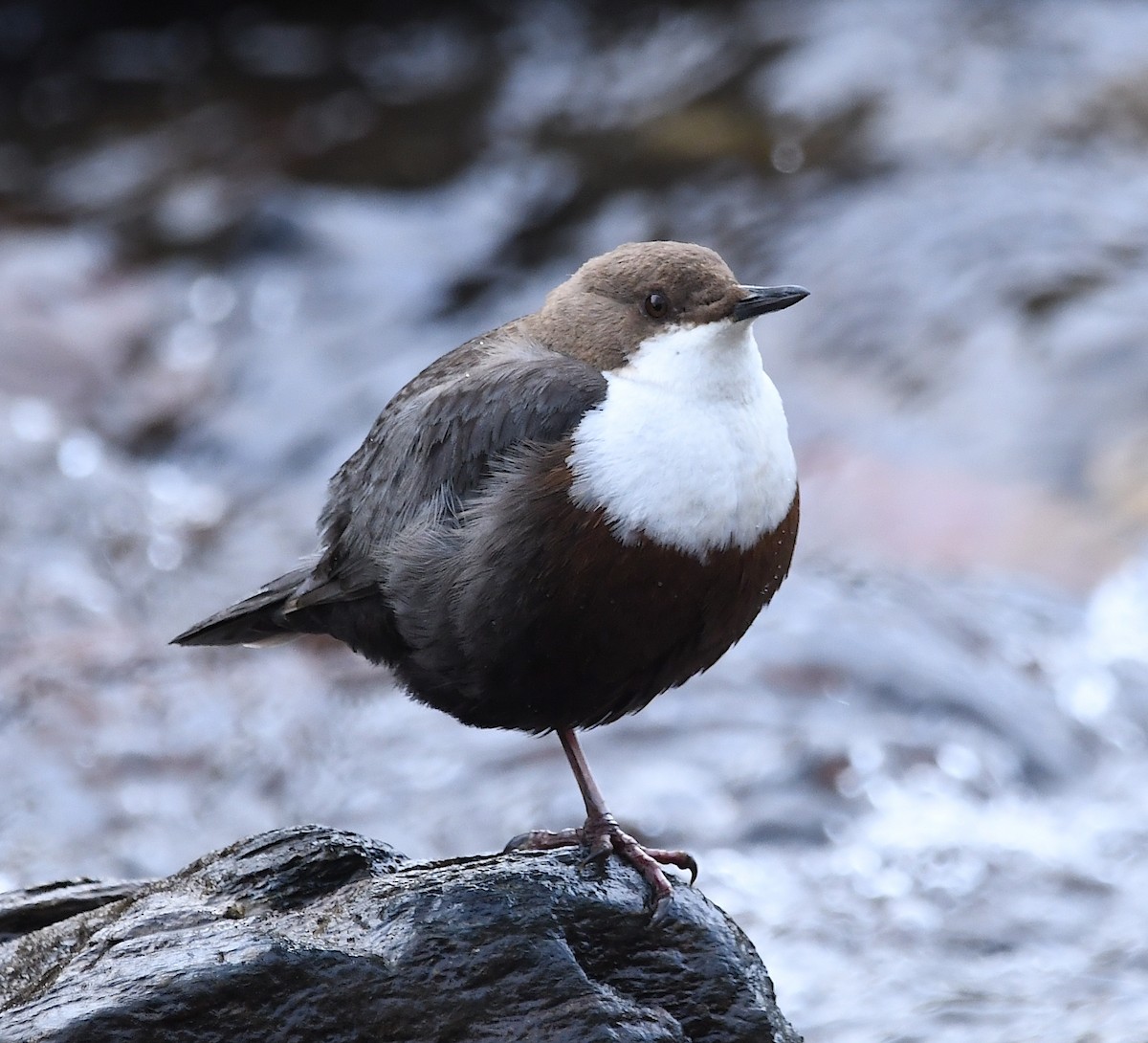 White-throated Dipper - Василий Калиниченко