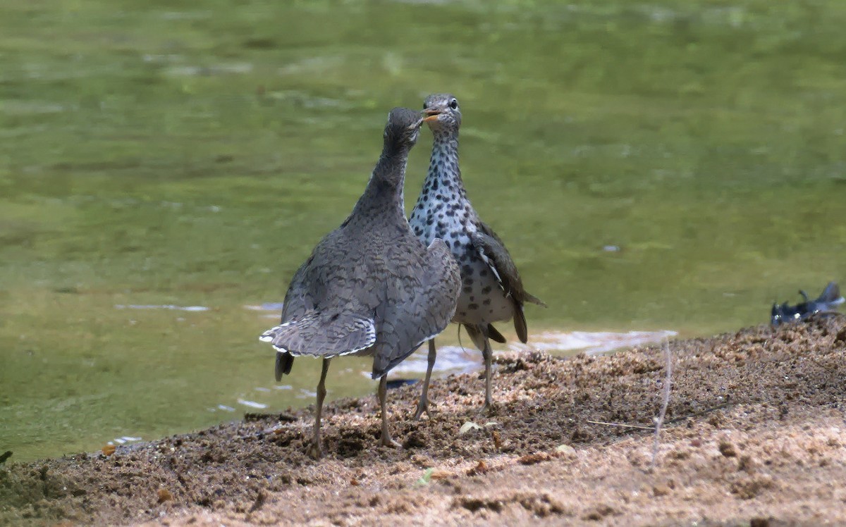 Spotted Sandpiper - ML618075030