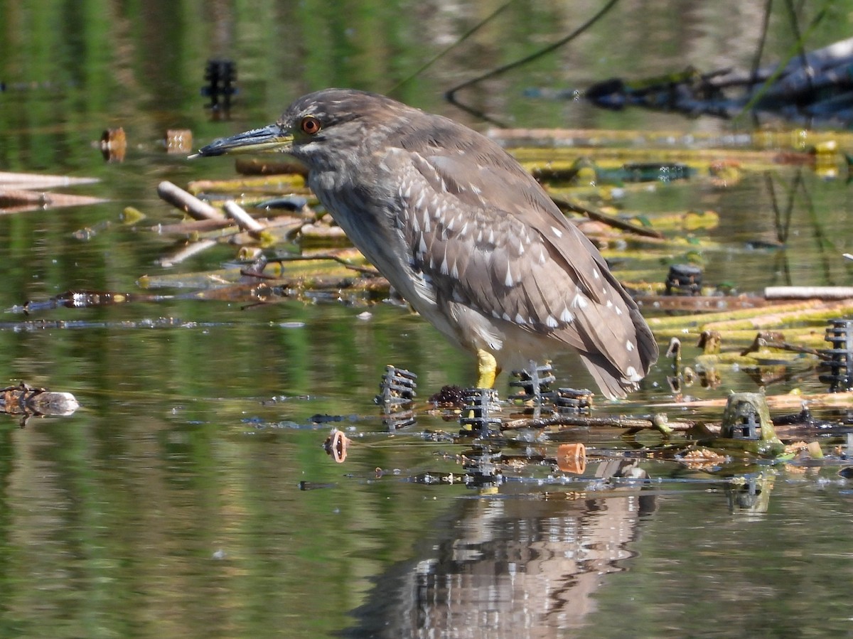 Black-crowned Night Heron - ML618075038