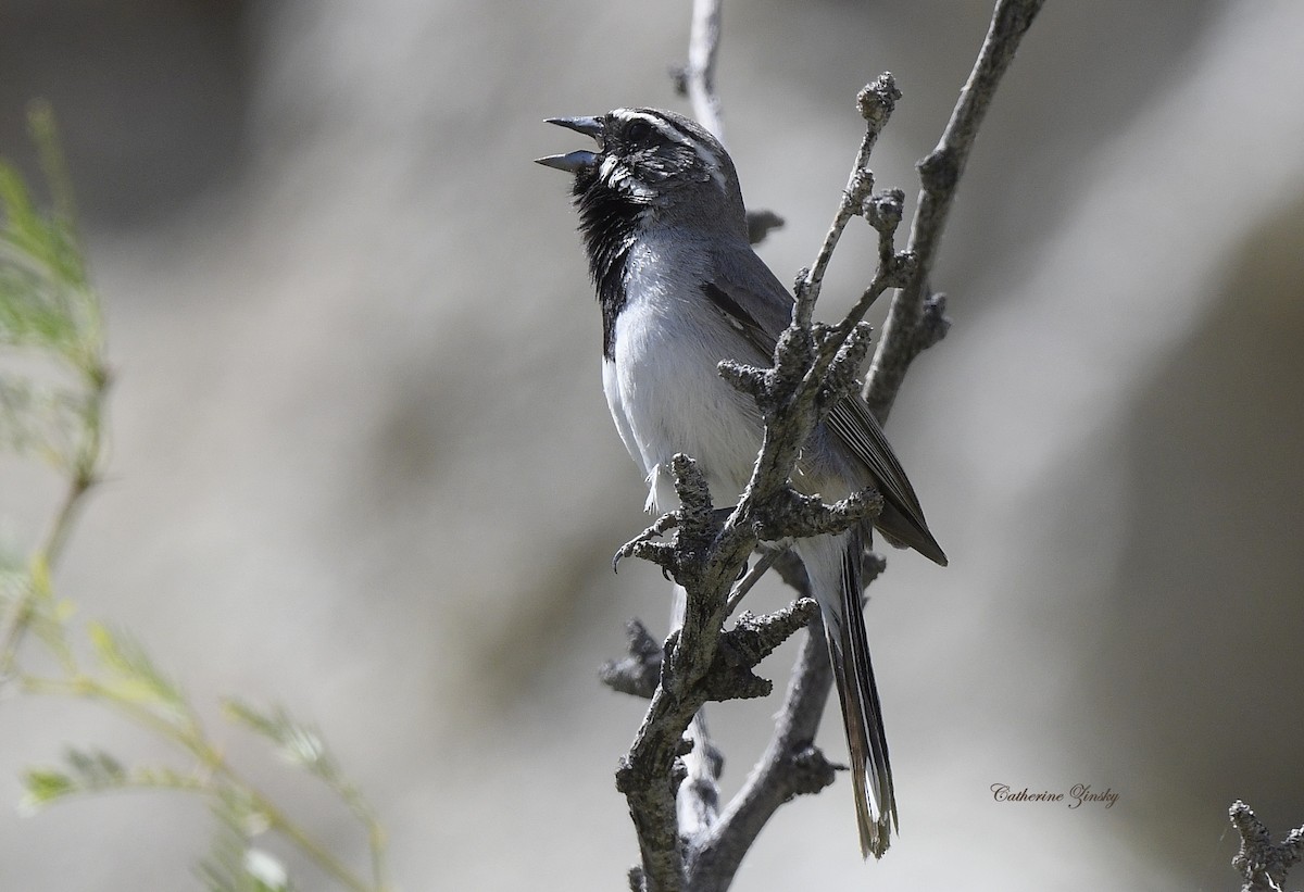 Bruant à gorge noire - ML618075049