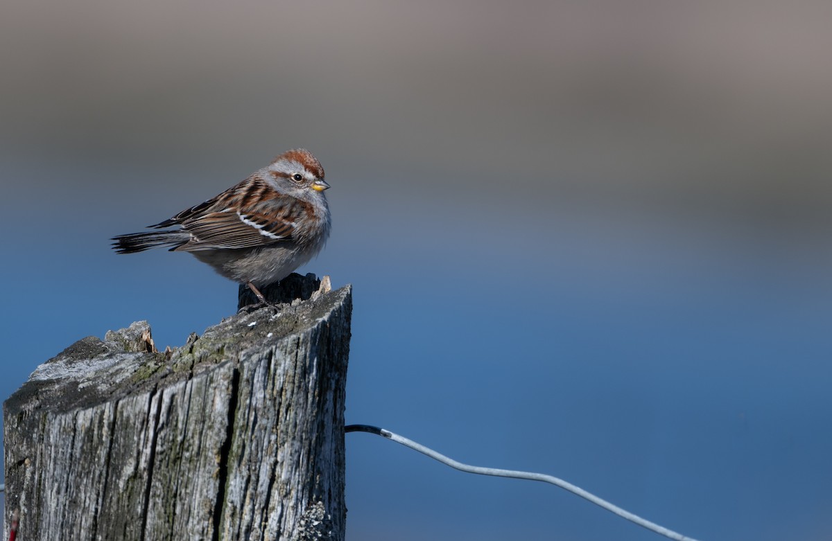 American Tree Sparrow - ML618075053