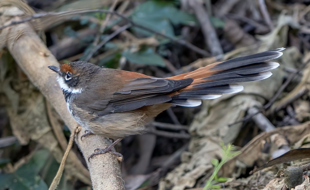 Australian Rufous Fantail - ML618075082