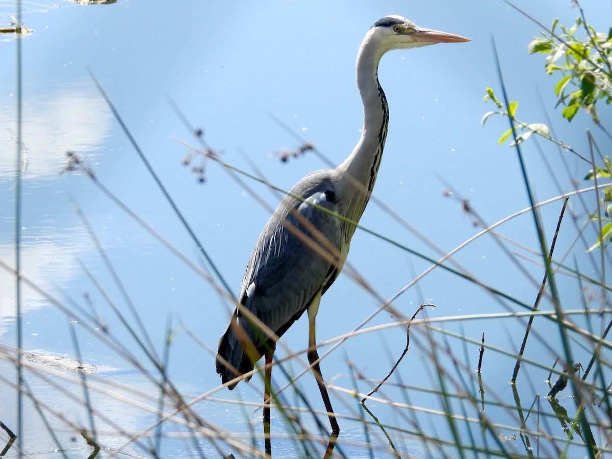 Gray Heron - ML618075084