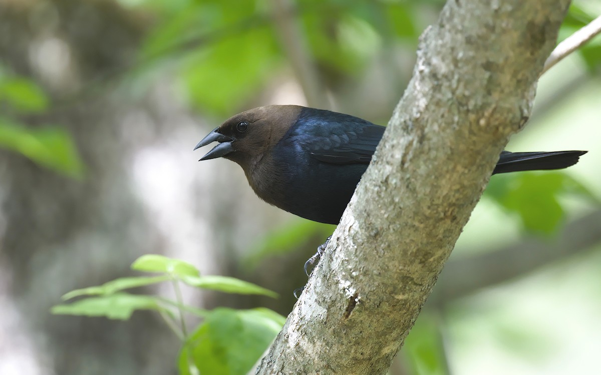 Brown-headed Cowbird - Matthew Murphy