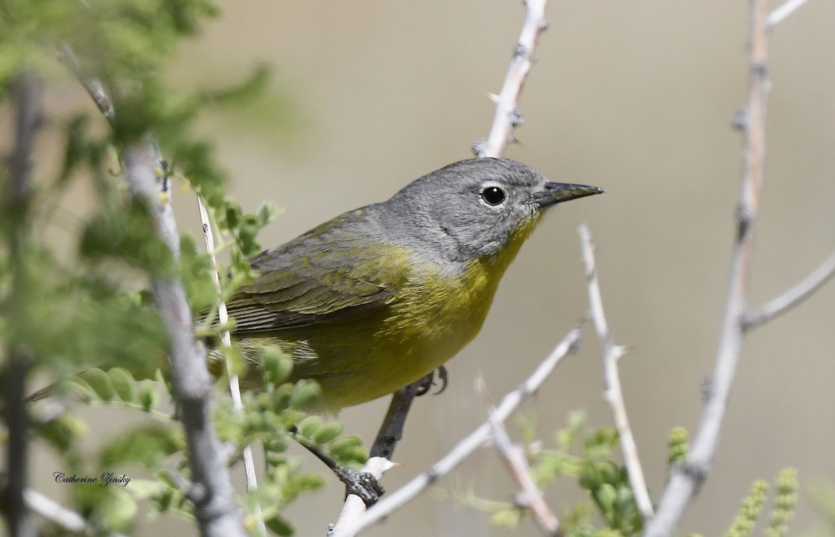 Nashville Warbler - Catherine Zinsky