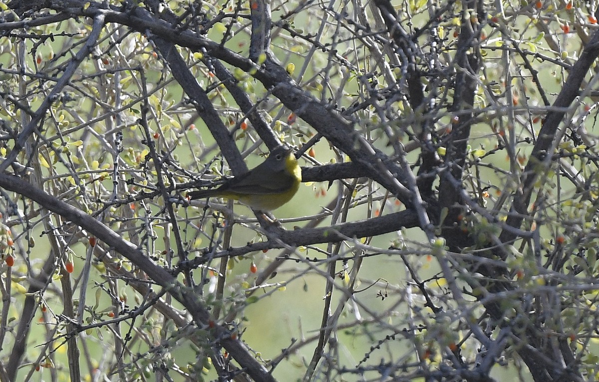 Nashville Warbler - Catherine Zinsky