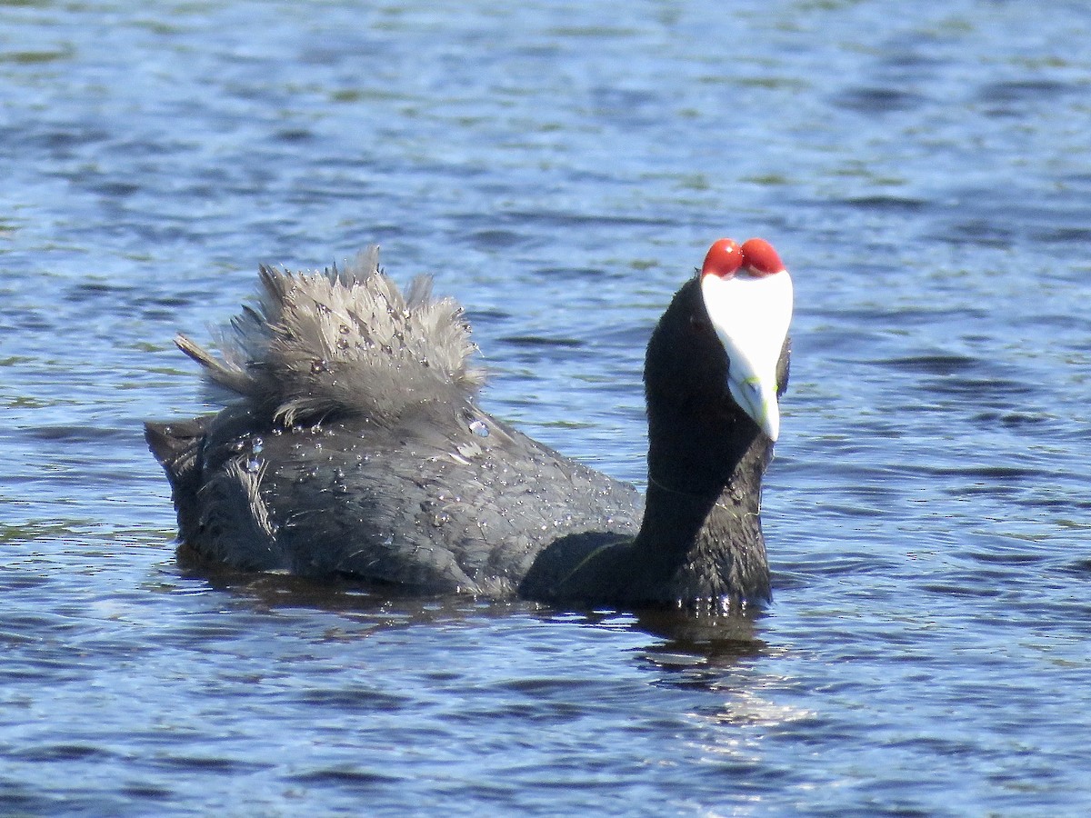 Red-knobbed Coot - Simon Pearce