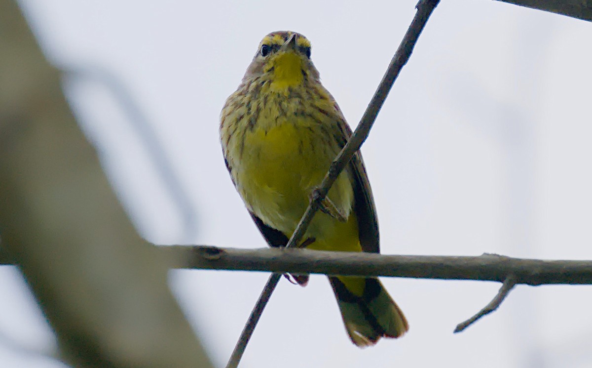 Reinita Palmera (hypochrysea) - ML618075124