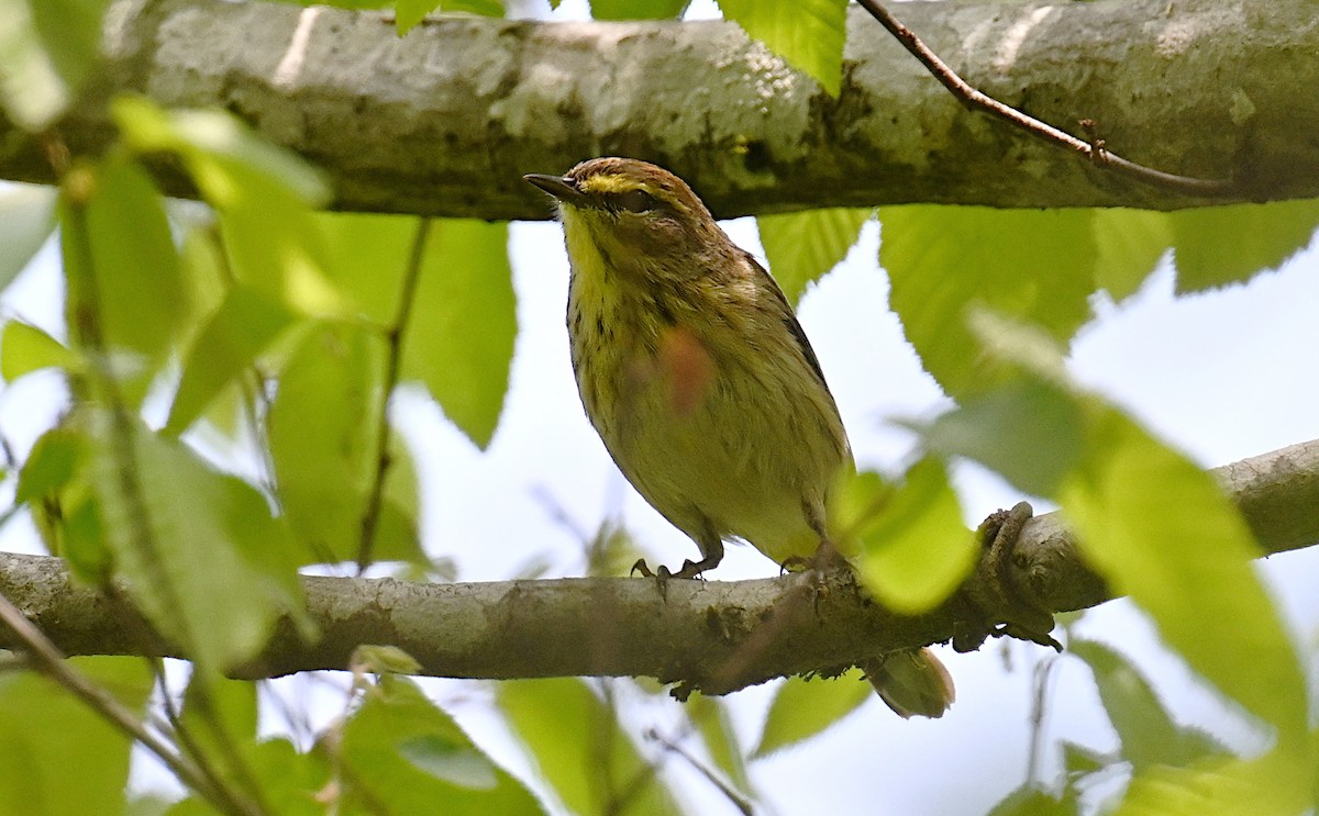 Reinita Palmera (hypochrysea) - ML618075129