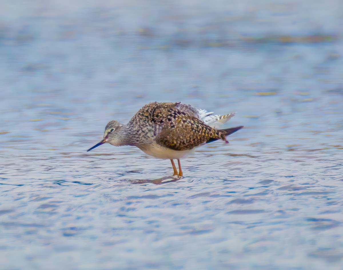 Lesser Yellowlegs - Pamela  Bevelhymer