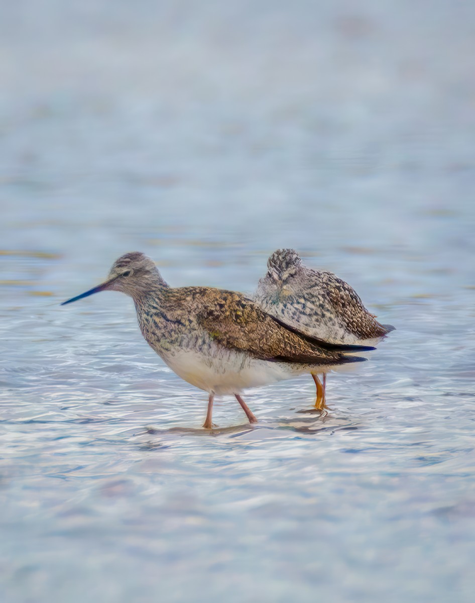 Lesser Yellowlegs - Pamela  Bevelhymer