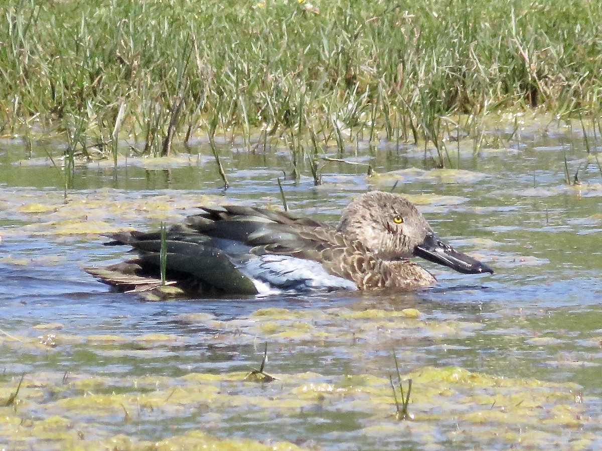 Cape Shoveler - Simon Pearce