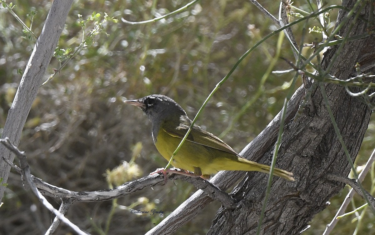 MacGillivray's Warbler - Catherine Zinsky