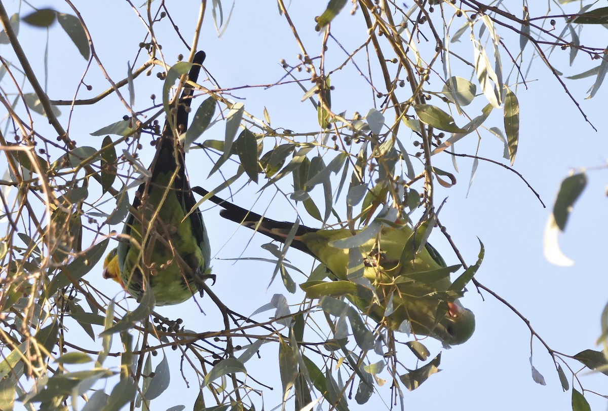 Superb Parrot - ML618075163