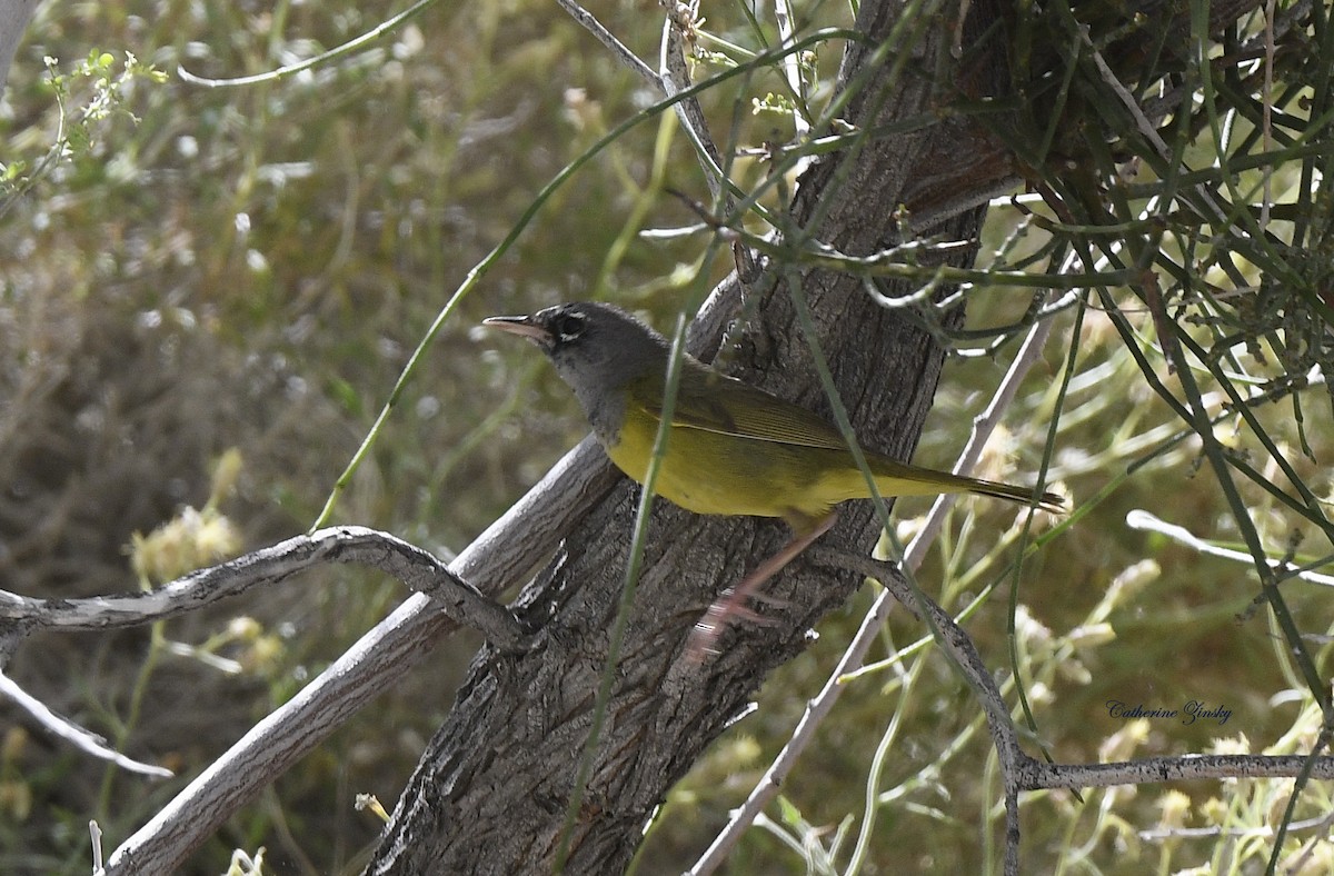 MacGillivray's Warbler - Catherine Zinsky