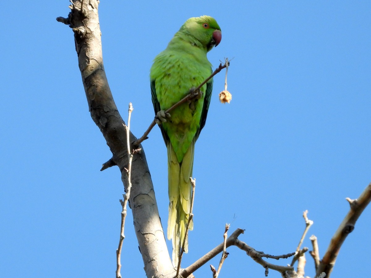 Rose-ringed Parakeet - ML618075171