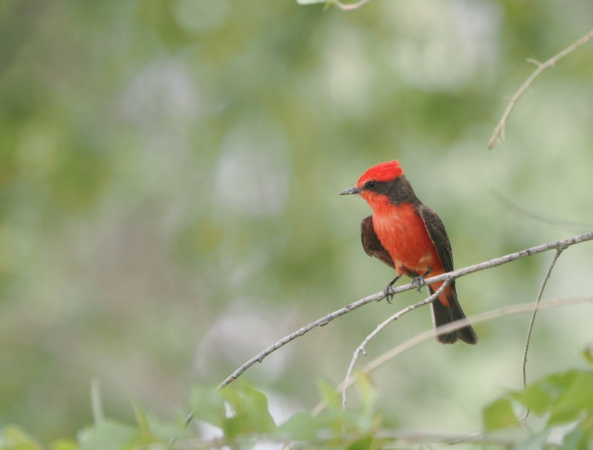 Vermilion Flycatcher - Paul Linton