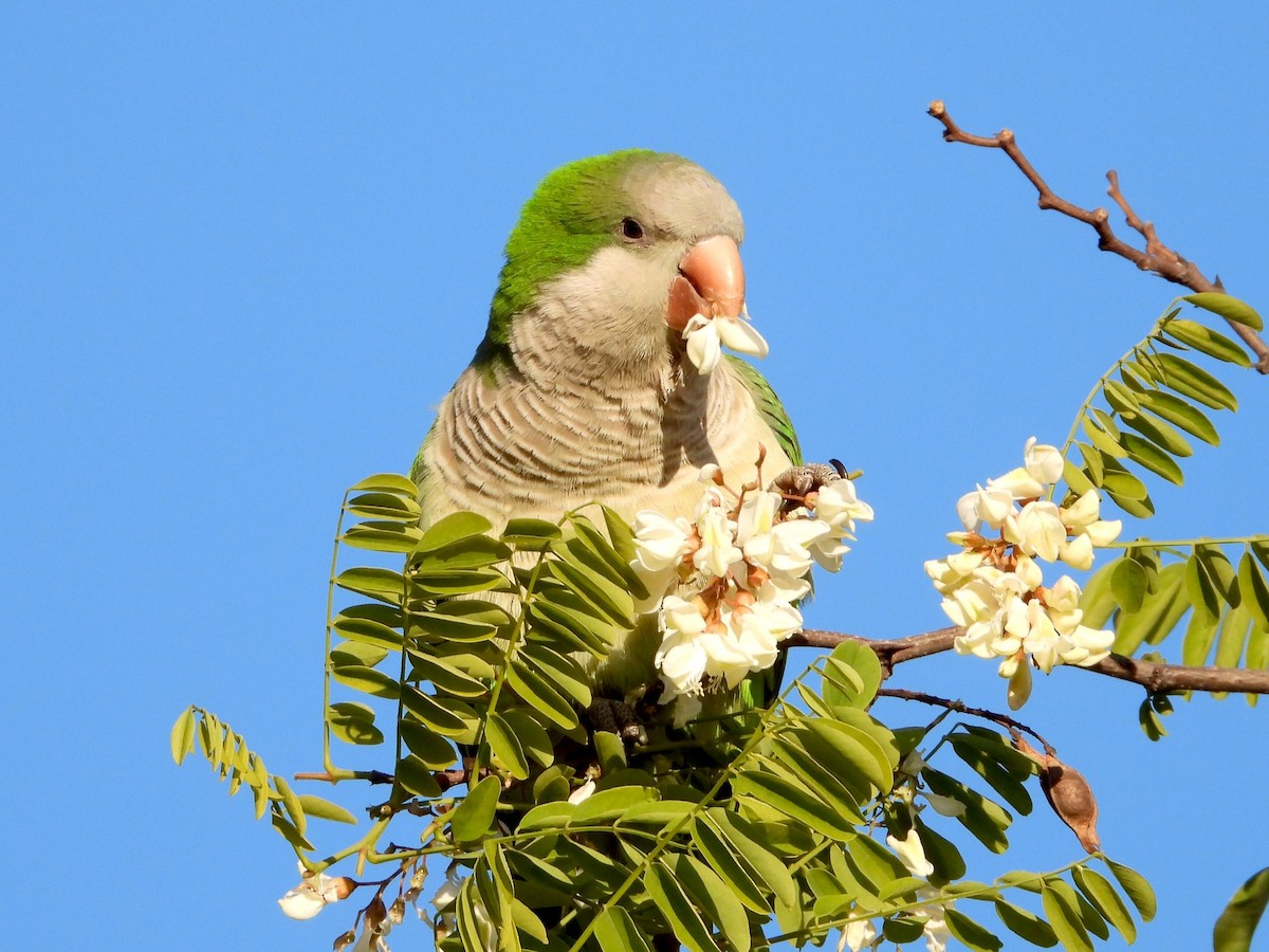 Monk Parakeet - ML618075183