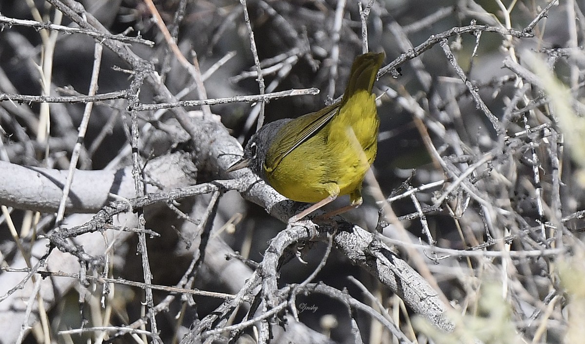 MacGillivray's Warbler - Catherine Zinsky